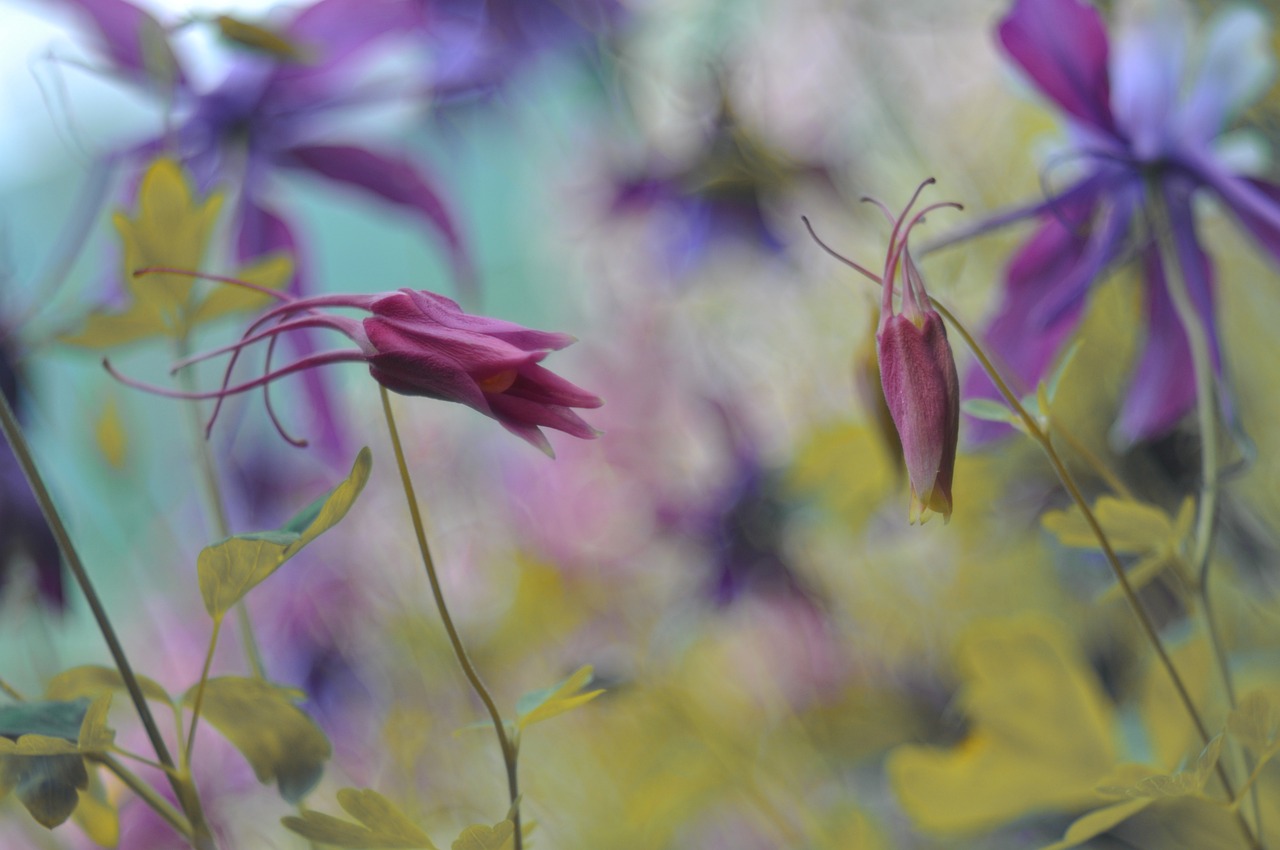 How to Manage Weeds in Your Garden Eco-Friendly Way
